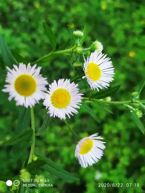 大花飞蓬(今晨散步手机随手拍)