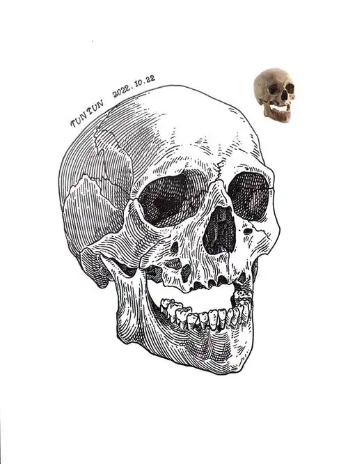 钢笔画头骨骷髅头哪个人种的头骨啊