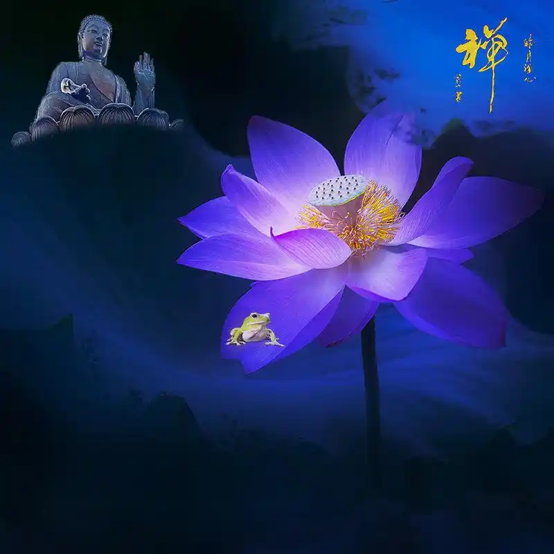 六月荷···花开见佛