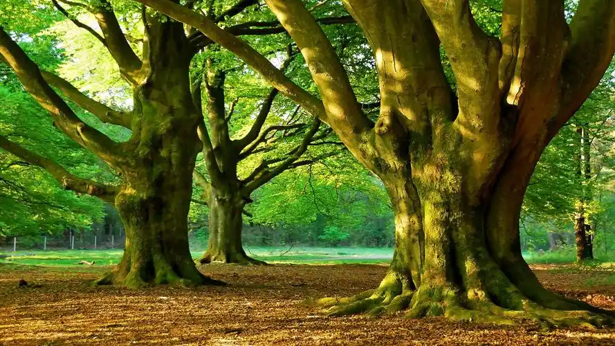 森林公园,树木,草,大自然,绿色护眼壁纸_风景壁纸_墨鱼部落格