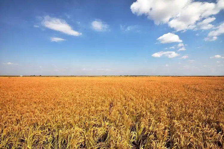 ah 金色的稻田,美丽的家园