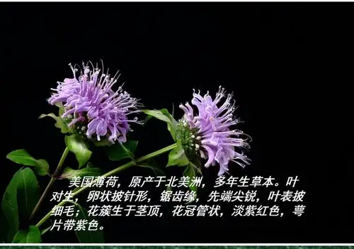 薄荷花的花语和传说-图文