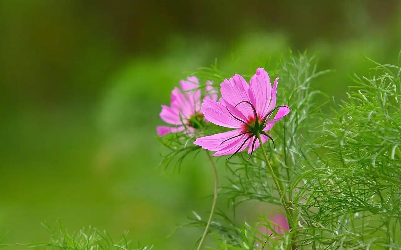 春天的绿色唯美壁纸