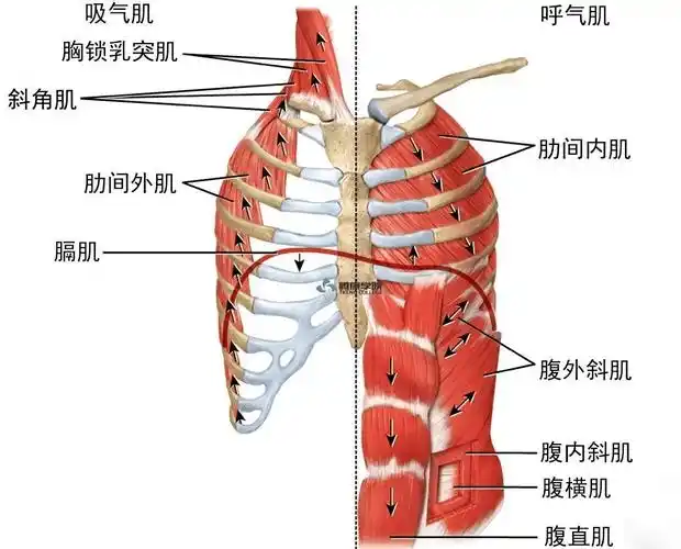 用力呼气时,需要4块腹肌,胸横肌,肋间内肌的主动收缩.