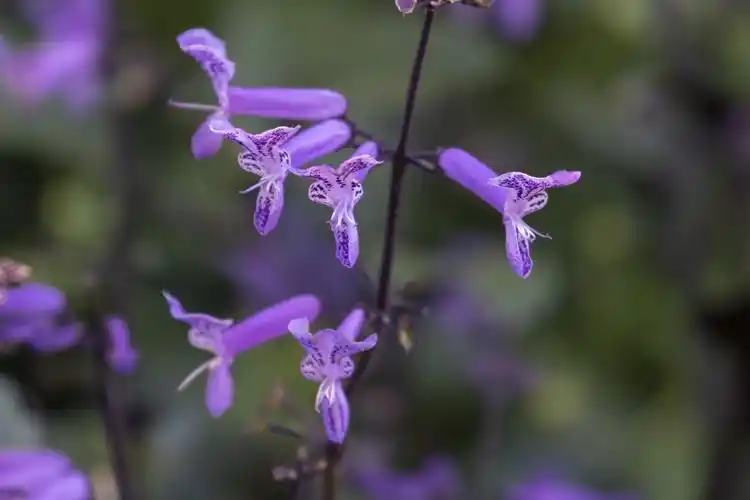 莫娜紫香茶菜vv首发