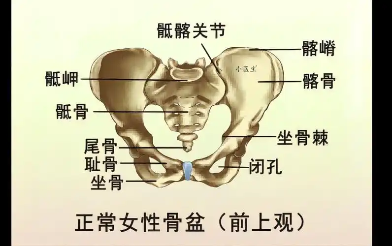 【正常女性骨盆】知识图