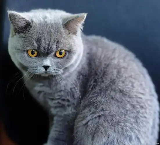 纯种蓝猫怎么鉴别,如何鉴别纯种蓝猫