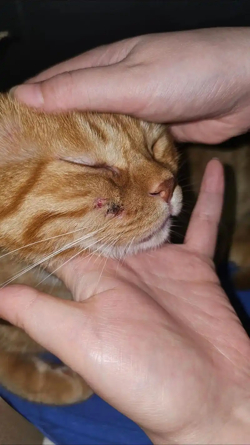 猫突然把自己脸挠烂了.公猫三岁,突然发现它耳朵,气味腺,脸部 - 抖音