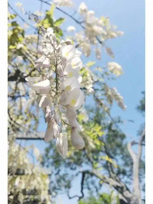 东园白藤司藤本藤