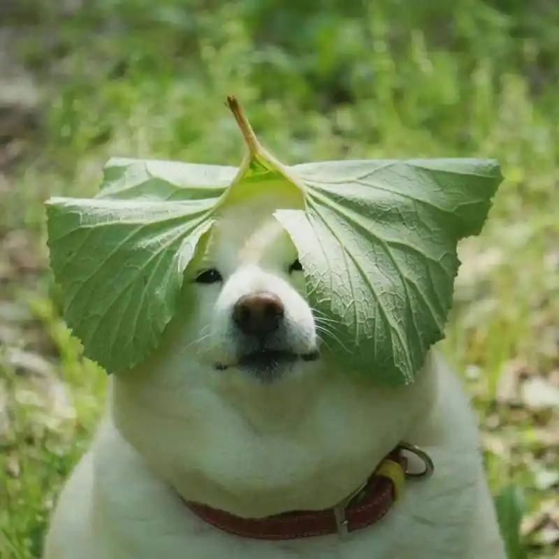 带点绿98绿色头像|绿色背景分享 感觉大家好像蛮喜欢绿色的 你们也