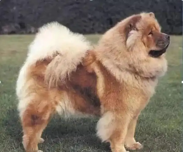 真正的"中华名犬"——松狮犬