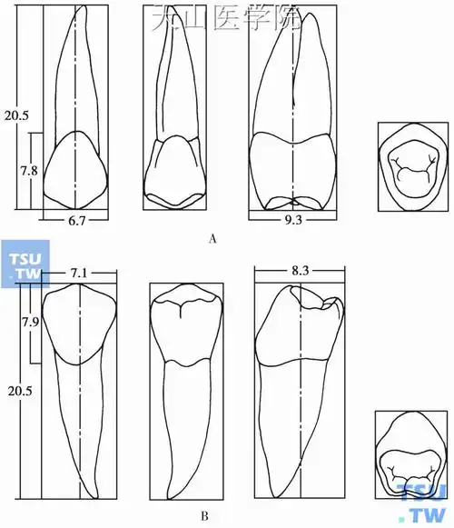 上颌第二前磨牙的牙体形态