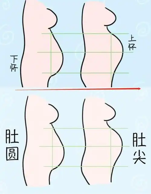如何分辨孕肚是圆的还是尖的(看肚型能辨胎儿性别)