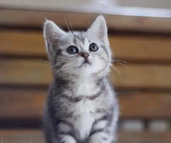 美国短毛猫去除黑下巴小妙招!你知道吗?