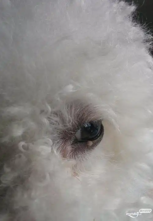 小狗子的眼皮上长了一个小疙瘩有人认识这是什么