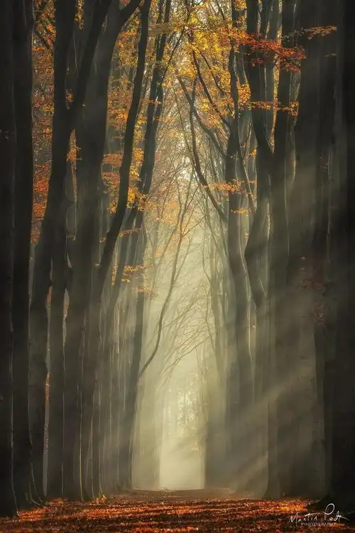 专访 | 荷兰摄影师拍下奇幻森林,看一次治愈一次