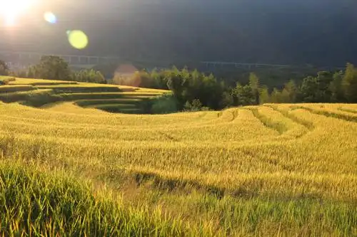 每次稻香谷美的触及,既有情不自禁的欢喜,更有睹物思情时惆怅……!