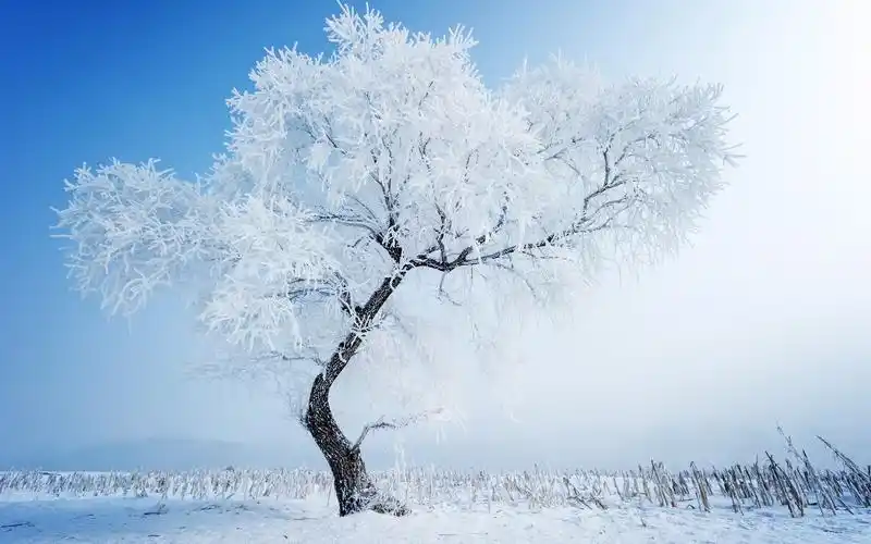 白雪皑皑的美丽雪景