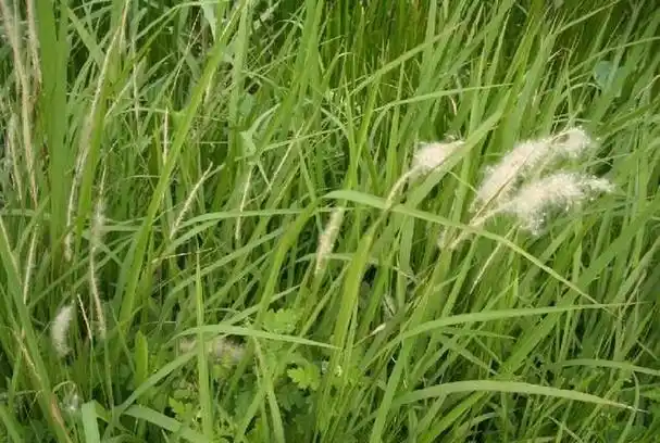 丝茅根有什么功效图1