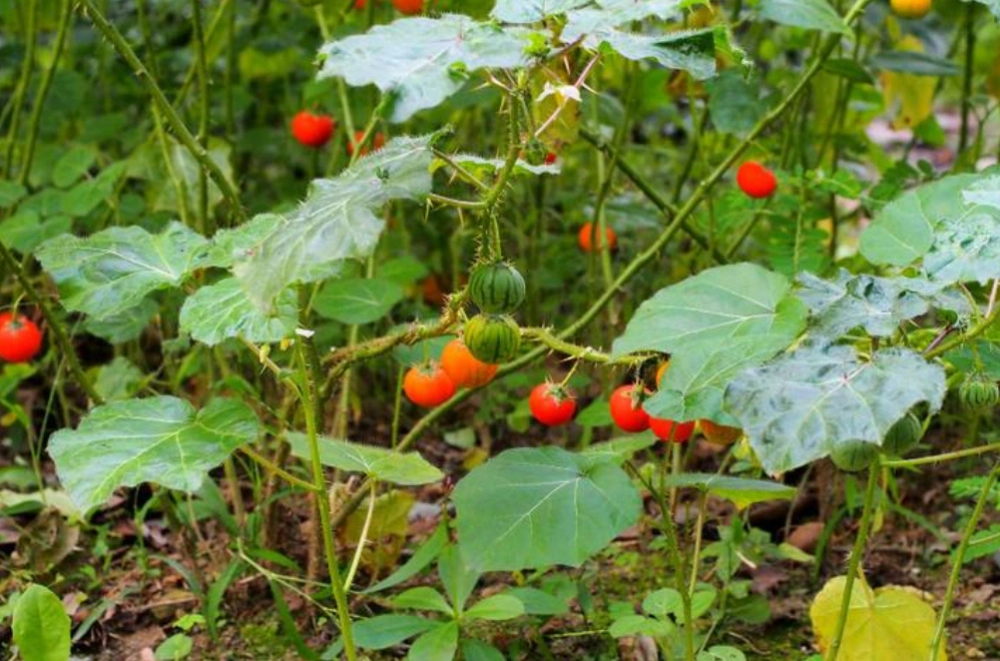 农村的野生"茄子",很多人都没吃过的草本水果,还是治牙痛良药
