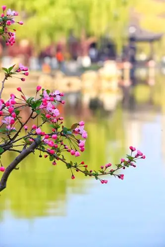 海棠花开莫愁湖