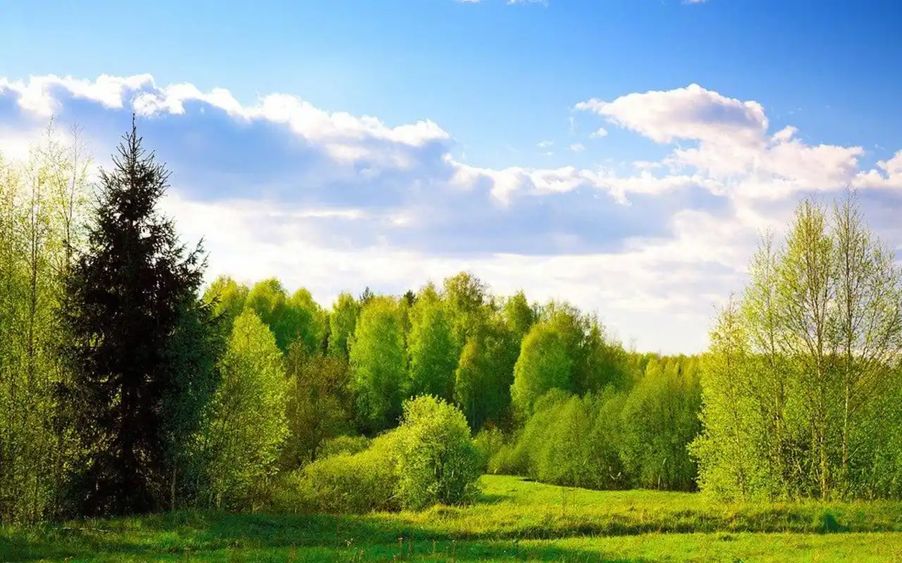 绿色护眼森林风景图片桌面壁纸