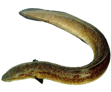 花鳗鲡  anguilla marmorata  俗称:鲈鳗,花鳗,雪鳗,溪鳗,乌耳鳗.
