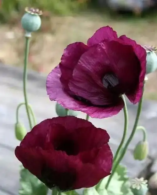 罂粟花的花语是什么,蓝色罂粟花的花语是什么意思 - 讯客网