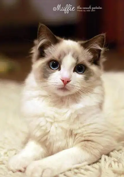 世界上最有名的12只猫咪看完心都被萌化了