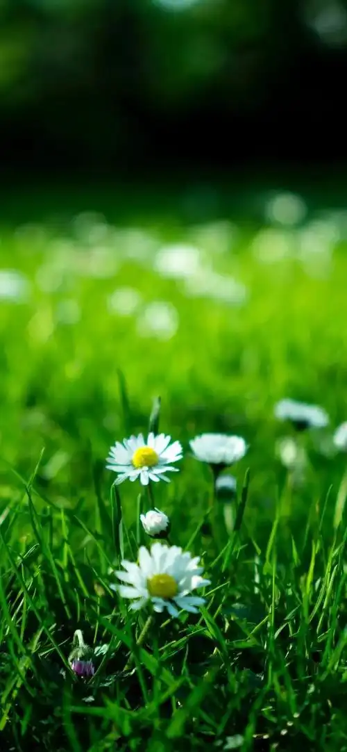 壁纸推荐绿色护眼绿意盎然清新唯美高清无水印