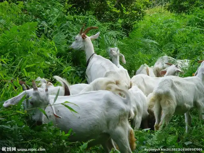 山羊吃草图片