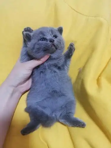 自家生的英短蓝猫蓝白找新家