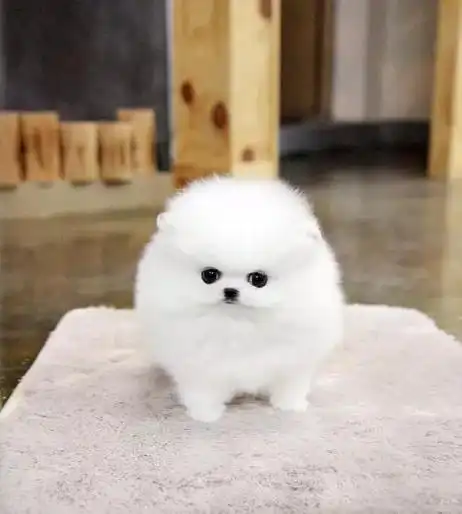 杯子狗 狗宠物 活体_福建泉州出售可爱长不大 茶杯杯子小型犬宠物小