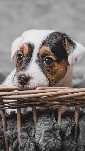 首页 动物与鸟 狗狗