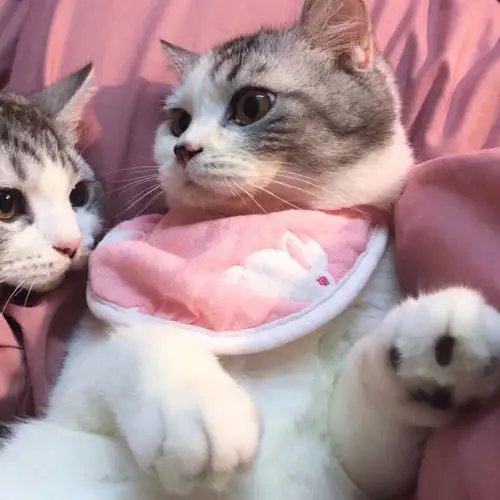 猫咪系列情头专属情头/情侣头像 /dt检自截/二传注明