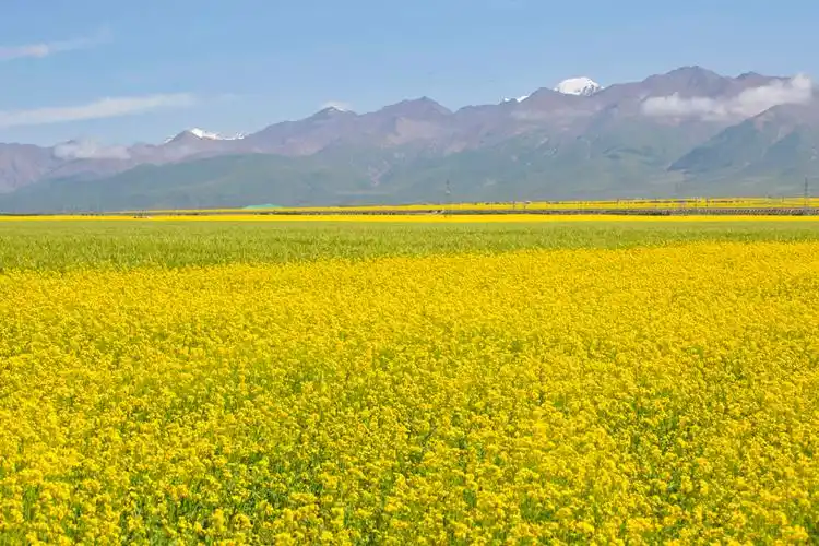 全球十大绝美花海,中国最美油菜花海,门源一个浪漫的童话世界__财经