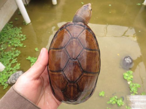 蠍泽泥龟 蛋龟 泽龟 红面 繁殖型种龟 沼泽龟 小型龟 包邮 促销