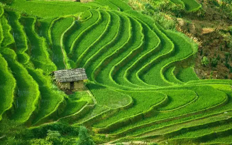 绿色梯田风景清新护眼电脑桌面壁纸下载