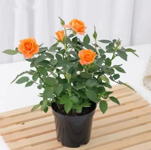 迷你小玫瑰带花苞月季花苗带盆栽好办公室内桌面绿植盆栽花卉