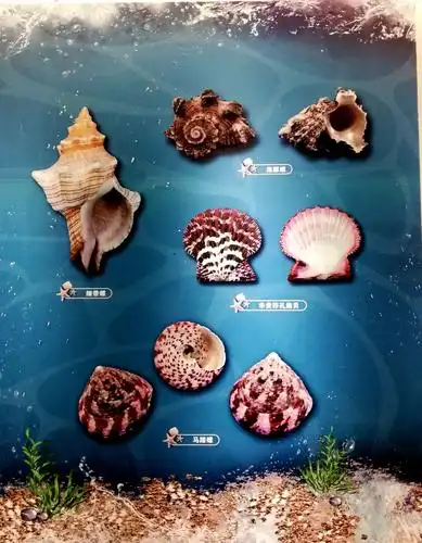 写美篇不同类型的贝壳.分别叫撒名字?点击图片,放大了看看!
