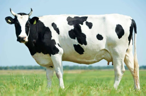 如金养殖原粉|催肥剂|育肥羊|牛羊育肥饲料|康源绿洲生物科技有限公司