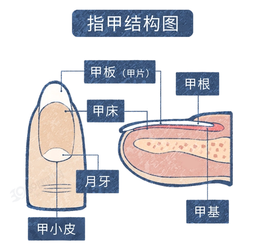 指甲由甲板,甲床,甲根,甲基等部分组成.