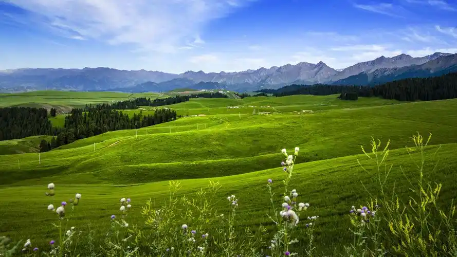 江布拉克麦田风光