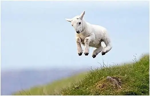 跳山羊神马的最爱了