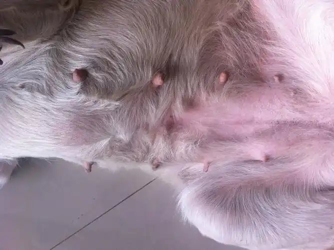 狗狗怀孕40天是不是就能看出肚子大了?