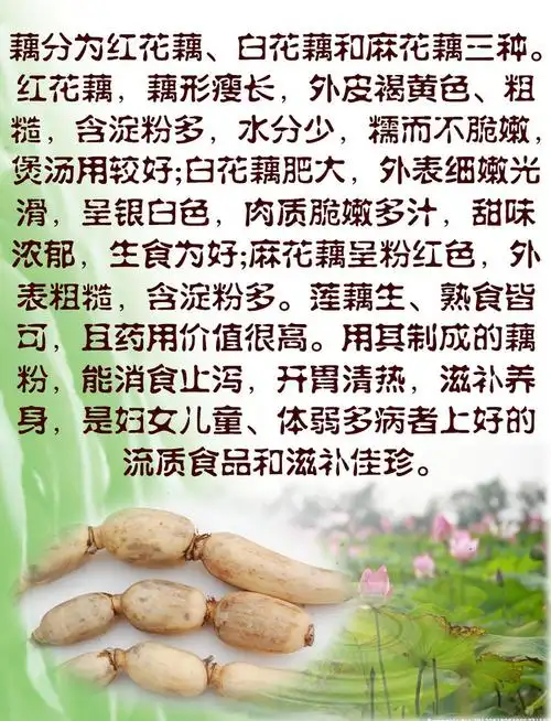 莲藕的作用与功效