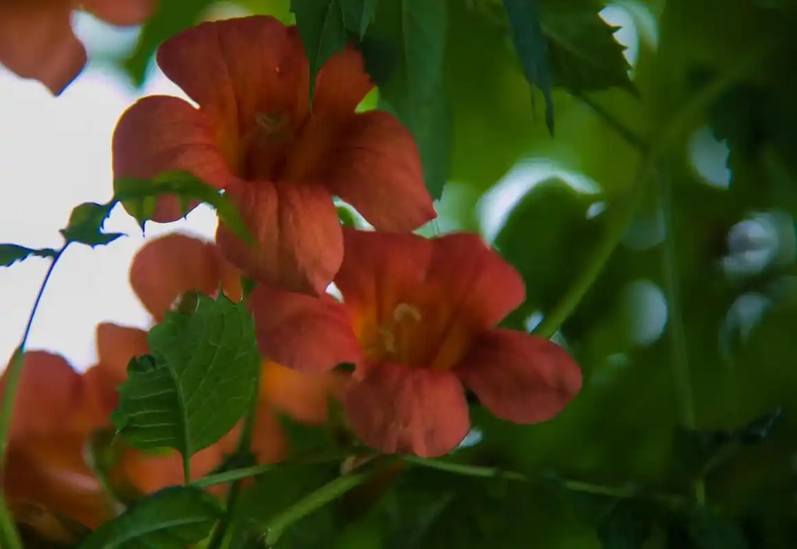 大自然花草风景  那天在与南宋德寿宫一墙之隔方志馆的楼上,看到凌霄