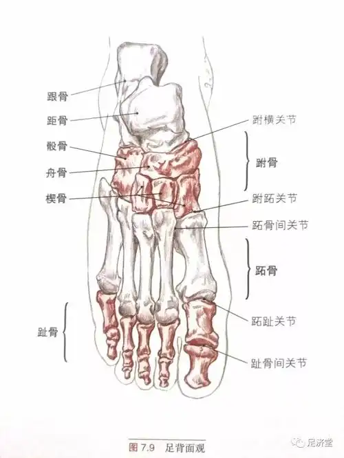每只脚的骨骼可以分为跗骨,跖骨和趾骨三组.