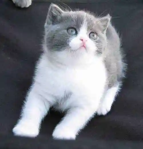 蓝白猫为什么比蓝猫贵蓝猫和蓝白配的种是串吗