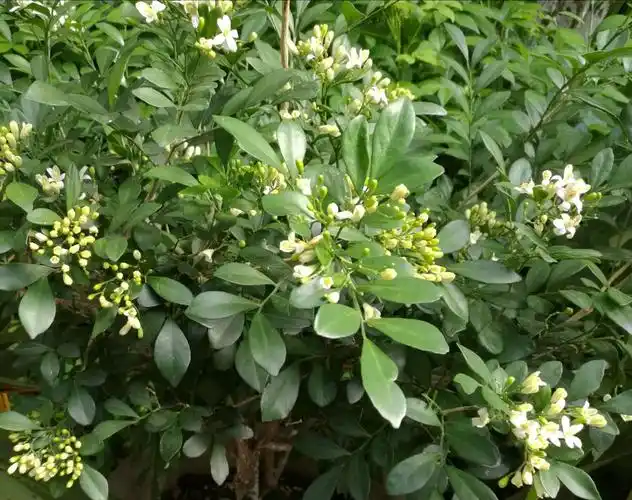 九里香树姿秀雅,株姿优美,树叶秀丽,四季常青,开花洁白而芳香,花香